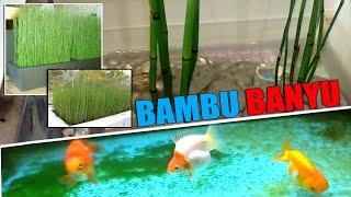 Menanam Bambu Air di Aquarium Ikan Mas Koki: Apa yang Terjadi Setelah 1 Minggu? 