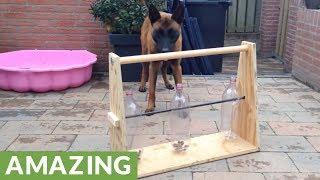 Genius dog figures out bottle puzzle for treats