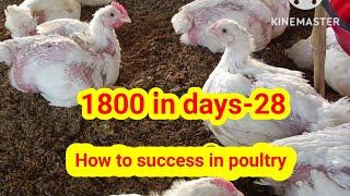 Success in poultry