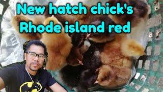 New hatch chick's Rhode island red/ Native chicken