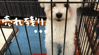 【売れ残り犬】8ヶ月までペットショップに売れ残った犬の行方は…