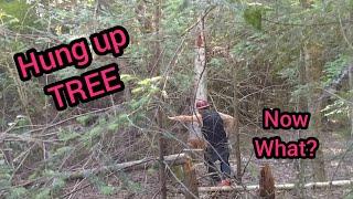 Safest way to fell a hung up Tree #forest #portablesawmill #chainsaw