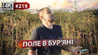 Пізні жнива розпочато  Що по соняшнику? Яблуневий сад , внесення органіки, облаштування ставка