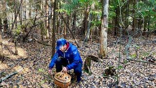 БЕЛЫЕ ГРИБЫ среди ОПАВШЕЙ ЛИСТВЫ! Тихая охота осенью. ГРИБЫ