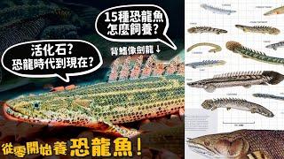 【從零開始養】恐龍魚!活化石?恐龍時代到現在?居然有皮卡丘恐龍魚?15種介紹!怎麼飼養布缸?【許伯簡芝】