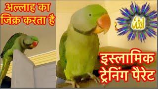 Parrot Talking Saying Allah Hoo Allah bolna wala train Islamic Talking birds Alexandrian