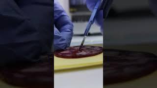 КОЛБАСА ПОД МИКРОСКОПОМ