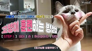 고양이 훈련하는 방법 1탄 | 앉아 | 손 |하이파이브 | 브이 | 우리 아이도 서울대 고양이가 될 수 있다!!!