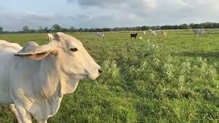 Gentle Brahman cows!!