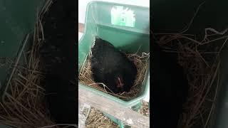 #Ei im Käfig der 6,5 Wochen alten #Küken gefunden! ️‍️ Wie kann das sein? #Shorts #Hühner