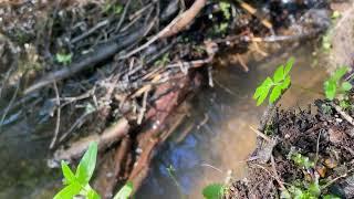 SOUNDS of NATURE: Peaceful Water Flow with Warbling Birds, Relax by a Stream, Sleep Sound