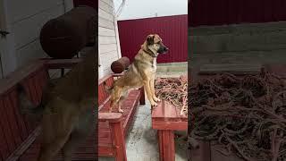 Какая невеста растёт!