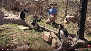 Abnormally Normal: Colobus Monkey Keeper Talk