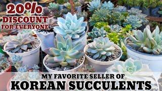 Bilihan ng Rare & Imported Succulents near Baguio • Ang daming choices | 다육식물 | 多肉植物 | Suculentas