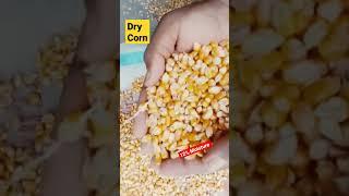 Physical Of Dry Corn || 12% Moisture Corn || #feedchannel  #corn  #Makki  #feedingrdient