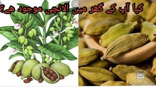 4 health benefits of cardamom, الائچی کی حیران کن معلومات