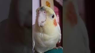 Happy cockatiel