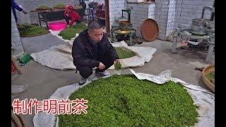 明前茶大量上市，茶农采摘300斤茶叶通宵制作15个小时，能卖3万元