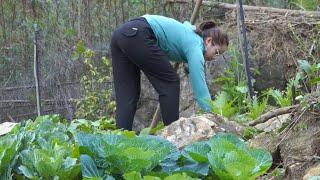 How to garden vegetables and harvest cabbage to sell at the market, take care of pigs and goats
