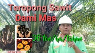 Teropong keunggulan sawit D x P Dami Mas