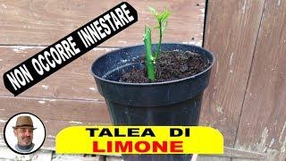 TALEA DI LIMONE tutti i segreti, TALEA DE LIMÓN todos los secretos, LEMON TALEA all the secrets