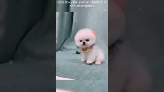 Top  Funny animals videos - Try Not To Laugh  - 83 #Shorts