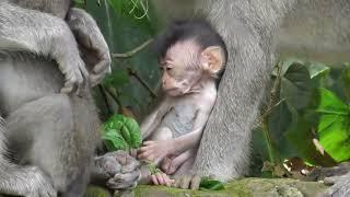 Pity Ode [Little Monkey] doesn't get the milk he wants #tuabangmonkey