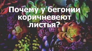 Почему у бегонии коричневеют листья?