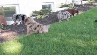 Australian Shepherd Puppies - www.greenfieldpuppies.com