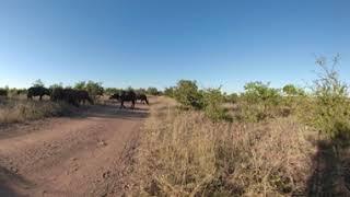 VR Wildlife Safari trip - Photos of Africa @livestreamnature @PhotosofAfrica @360ImageFilm.