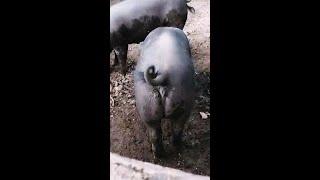 Hog Dance Pig Salsa 미국 돼지 살사댄스