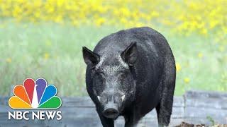 U.S. fighting to stop Canadian 'super pigs' from invading