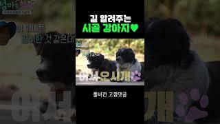 길 알려주는 시골 강아지 #shorts I [섬마을 할매 시즌2 Full ver.] 4화 - 공곶이 꽃할매들의 오순도순 생활기