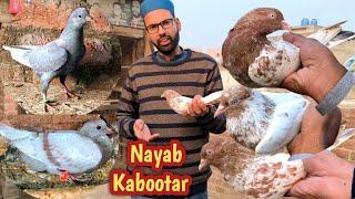 Ab Asay Kabootar Ni Miltay | Nayab Kabootar | Hashim Mahmood Pigeons