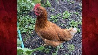 Self Sufficiency and Doing What Needs to Be Done