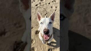 Taking my dog to the beach  #dogshorts #beach #vlog #pets #dog #puppy #beachlife #lifestyle