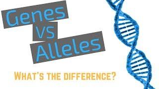 Genes vs Alleles