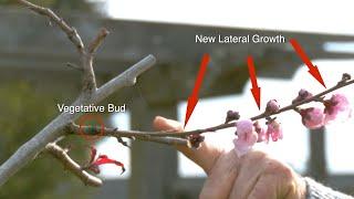 Peach Trees’ Unique Structure:  How They Grow,  Bloom, and Fruit