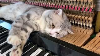 [30 MINUTES] Piano woogie boogie massages for meow
