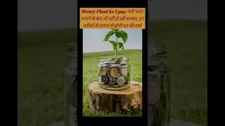 Money upay मनी प्लांट  इन तरीकों से लगाएं तो होगी धन की वर्षा#ytshorts#viralshorts#shorts#new#vlog