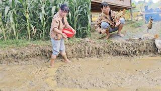 Sowing rice seedlings to prepare for winter crop. The whole family cooks together.