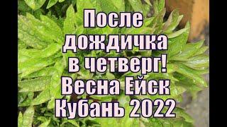 ВЕСНА В ЕЙСКЕ НА КУБАНИ В 2022 ГОДУ. ПОСЛЕ ДОЖДИЧКА В ЧЕТВЕРГ  RUSSIAN: YEYSK. KRASNODAR REGION.