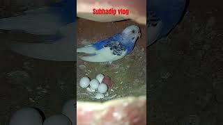 1st day baby bird #birds #parrot #shorts #budgies #pets #vlog #viralvideo #music