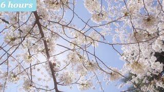 Relaxing Music: Stress Relief, Meditation, Study, Sleep, Beautiful Nature | Piano Instrumental 58