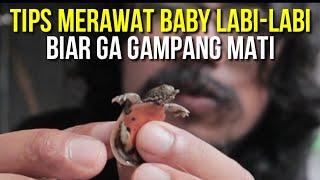 CARA MERAWAT BULUS / LABI LABI BABY