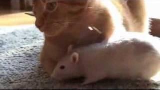 The rat and the cat [Sobolanul si pisica]