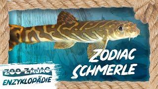 Zajac Schmerle? | NORBERTS WELT | Zoo Zajac