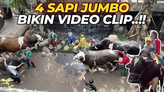 DEG DEGAN...!!! BIKIN VIDEO CLIP BARENG 4 SAPI JUMBO..!!!