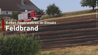 Sieben Feuerwehren bei Feldbrand in Piberbach im Einsatz