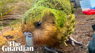 Kākāpō: four facts about the world's fattest parrot